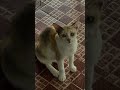 Adorable Female Calico 😍❤️ So Cute & Fluffy 🐱✨ #calico #catlover #shorts