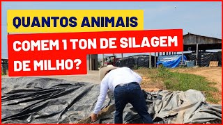 1 tonelada de SILAGEM DE MILHO alimenta quantos ANIMAIS no CONFINAMENTO?