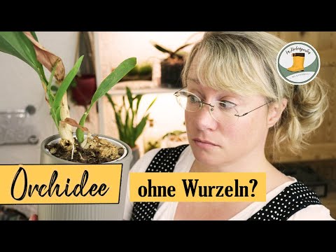 , title : '🌺 Orchideen ohne Wurzeln retten - so geht's!!'