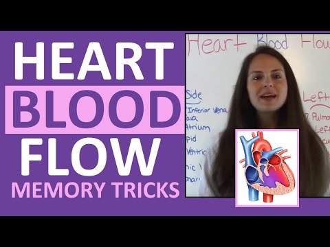Blood Flow Through the Heart | Heart Blood Flow Circulation Supply