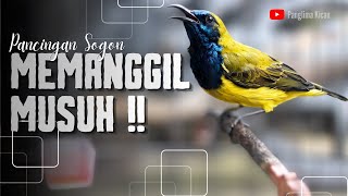 Download lagu Pancingan Sogon Memanggil Lawan Musuh Auto Ngleper #pancingansogon #sogongacordor #kicaumania  mp3