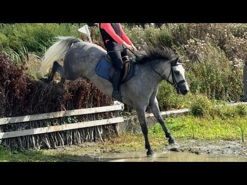 5yo 146cm Connemara Gelding - Image 2