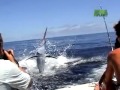 Untamed And Uncut Marlin Impales Boy S Face