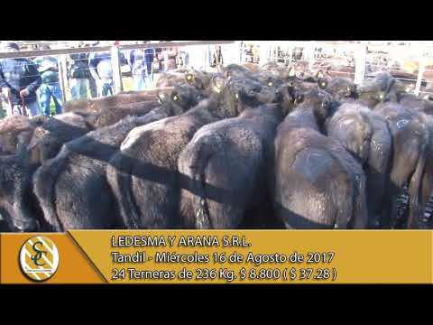 16-08-17 Venta de Hembras - Ledesma y Arana S.R.L. - Tandil.