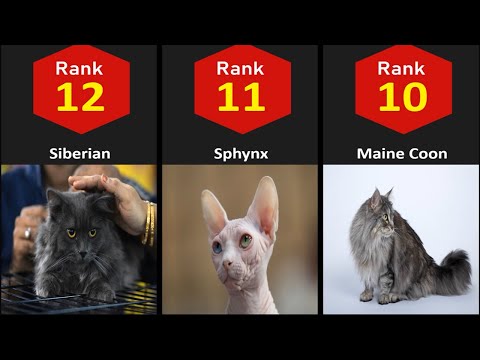 Comparison: Smartest Cats Breeds Ranked | Most Intelligent Cats Breeds In The World