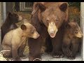 Black Bears Arrive To Oakland Zoo