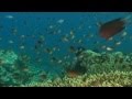 Swimming with Dolphins by Llewellyn and Juliana