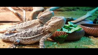 Bearded Dragons Love Their Collard Greens