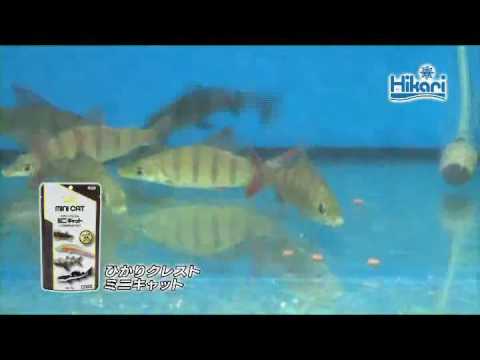 M售完 Tx 青島水族 日本hikari高夠力 小型肉食性底棲魚飼料 小顆粒 75g 露天拍賣