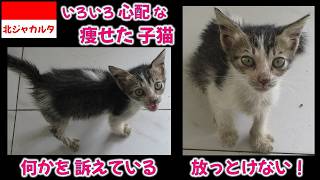 ｼﾞｬｶﾙﾀの可愛い野良猫達、元気のない子猫が多くて心配です・・・#indonesia #jakarta #kucing #neko