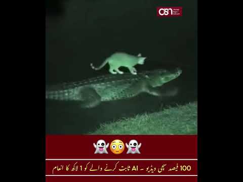 بلی بنی مگرمچھ کی دوست|When a crocodile 🐊 became the cat’s 😻 boat… Nature’s trust is beyond belief
