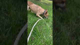 Video preview image #1 Mutt Puppy For Sale in Garden City, NY, USA