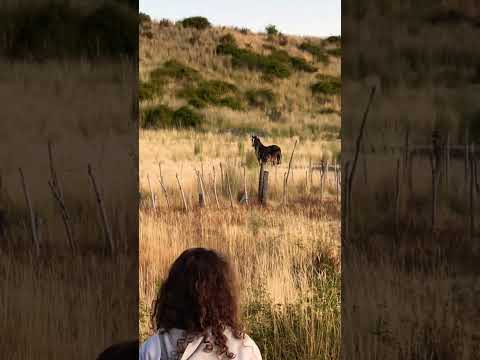 Trevelin Chubut. Cwm Hyfryd