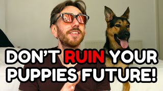 Never Make This Mistake Raising A Big Dog Puppy! (or scary dog puppy)