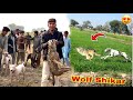 Rescue The Bhediya And Wolf