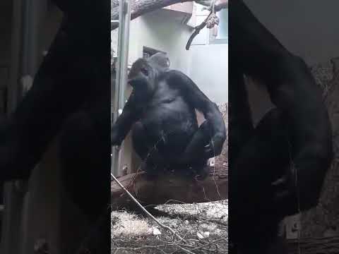 Gorilla Dame bereitet selber Nachtisch 