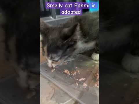 Fahmi has been adopted on 8 April 2025