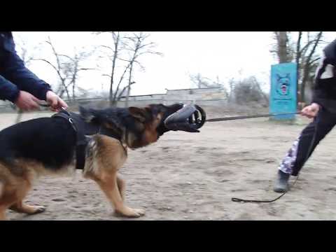 Немецкая овчарка DYK vom Holtkamper Hof. Занятия по защите.(German Shepherd Dog)
