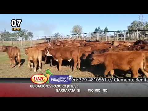 Lote 121 Terneros en Virasoro, Corrientes