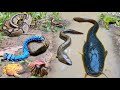 Wow Amazing Menangkap Ikan Lele Besar Dalam Lubang Ikan Hias Ikan Gabus Kelomang Katak