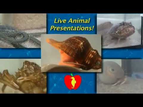 Promotional video thumbnail 1 for Under the Sea