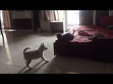Husky pup and Persian cat fight