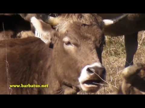 vacas pardo alpinas ( cows )