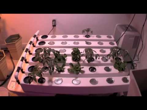 Practicing Hydroponics 17