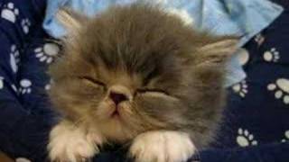 Sweet Tired Cat [-.-]Zzz - Fluffy Persian Kitten -