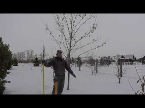 The Seasons of Pruning: ABC Acres - Episode #168