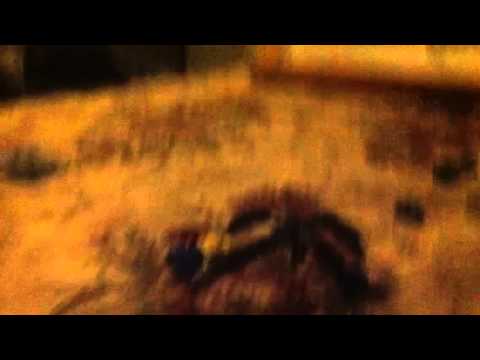 Say Wha CHICHO MAN 4! SHOWDOWN