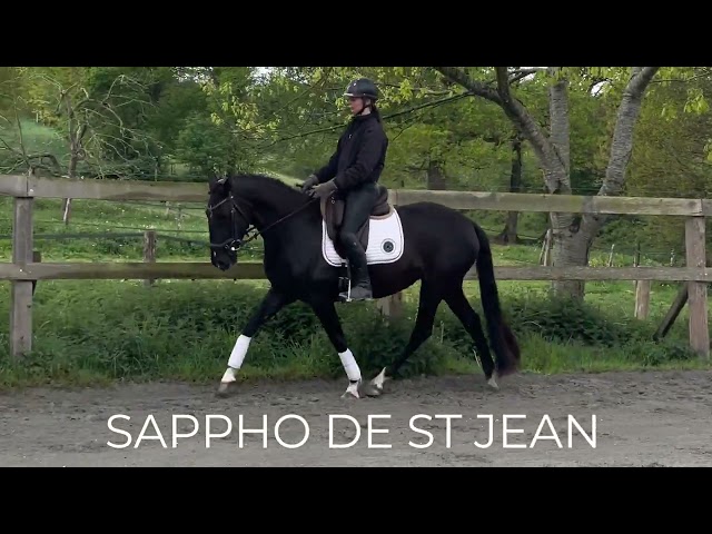 Jument - Lusitanienne - 4 ans - Dressage - France