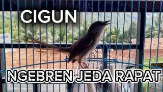 Download lagu CIGUN KONSLET NGEBREN JEDA SUPER RAPET mp3