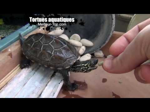comment prendre soin d'une tortue aquatique