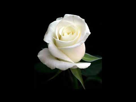 Sudu Rosa Mal Athe Aran - Visharadha Shanika Sumanasekarera