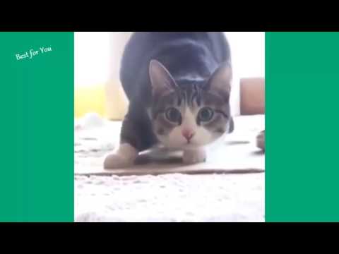 si te ries pierdes gatos (Muy Dificil )