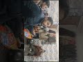 Rammandir Ayodhya Pran Pratistha Song Rss