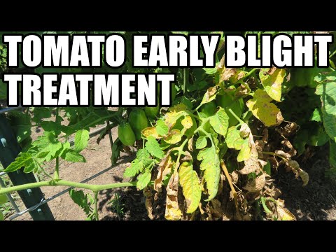 , title : 'Tomato early blight treatment'