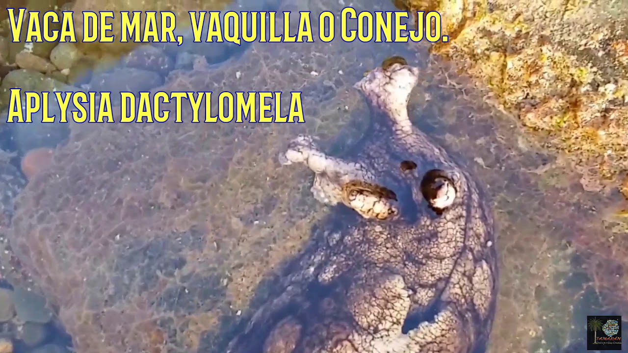Aplysia dactylomela (CONEJO DE MAR, VACA O VAQUITA) INVERTEBRADO MARINO CANARIO.