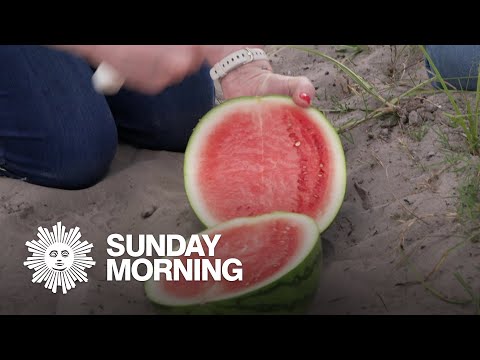 The future of watermelons looks smaller and smaller