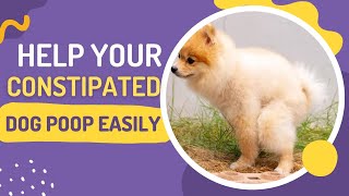 How To Make A Constipated Dog Poop Quickly?Fix Your Dog