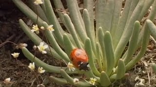 "The Story of the Bitterroot, Part 8" (2004)