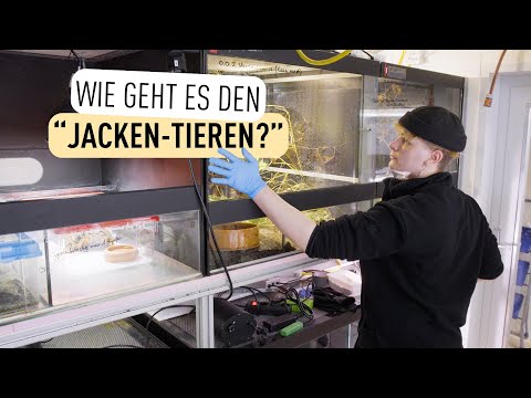 Beschlagnahmte Warane kamen zu uns I Tiergarten Schönbrunn