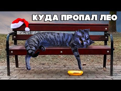 КУДА ПРОПАЛ ЛЕО!