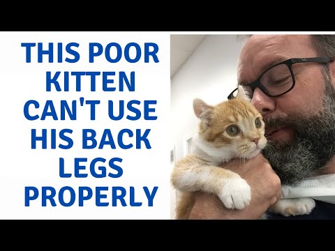 This Kitten has Trouble Walking on his Back Legs
