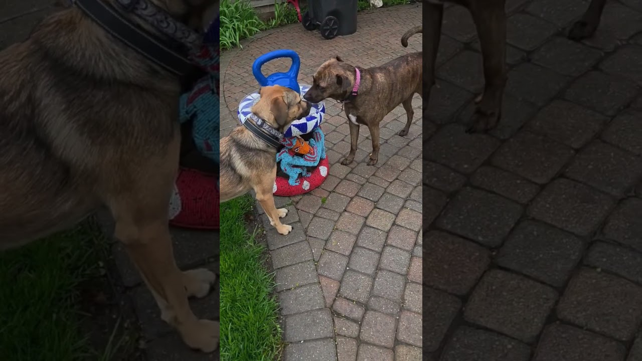 Enlarge Sloop, an adopted mixed breed in Toronto, ON video 2/4