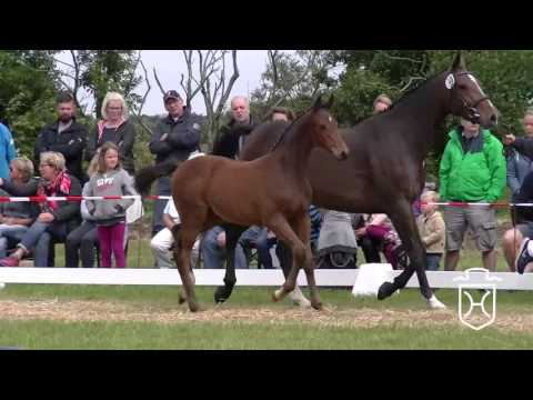 NF040 Hengstfohlen von Adagio de Talma - Cassini I - Casall