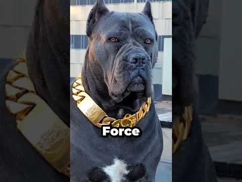 Neapolitan Mastiff vs Cane Corso