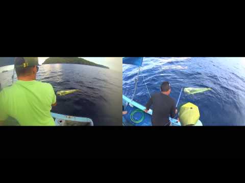 HUGE MAHI MAHI @ WAHOO ROCK CANALES ISLAND PANAMA...