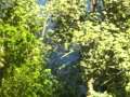Melody of Life (Lyrics in Description) 